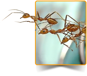Hormigas trabajadoras